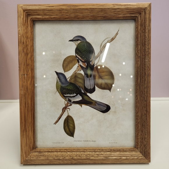 Creative Co-Op Other - Framed Bird Art - Creative Co-op NWT